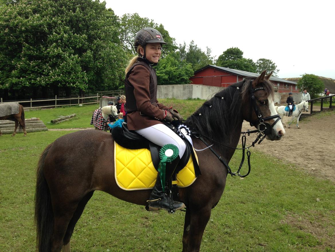 Welsh Pony (sec B) Smukke - 4. plads ved Ø-cup kval 2013 billede 2