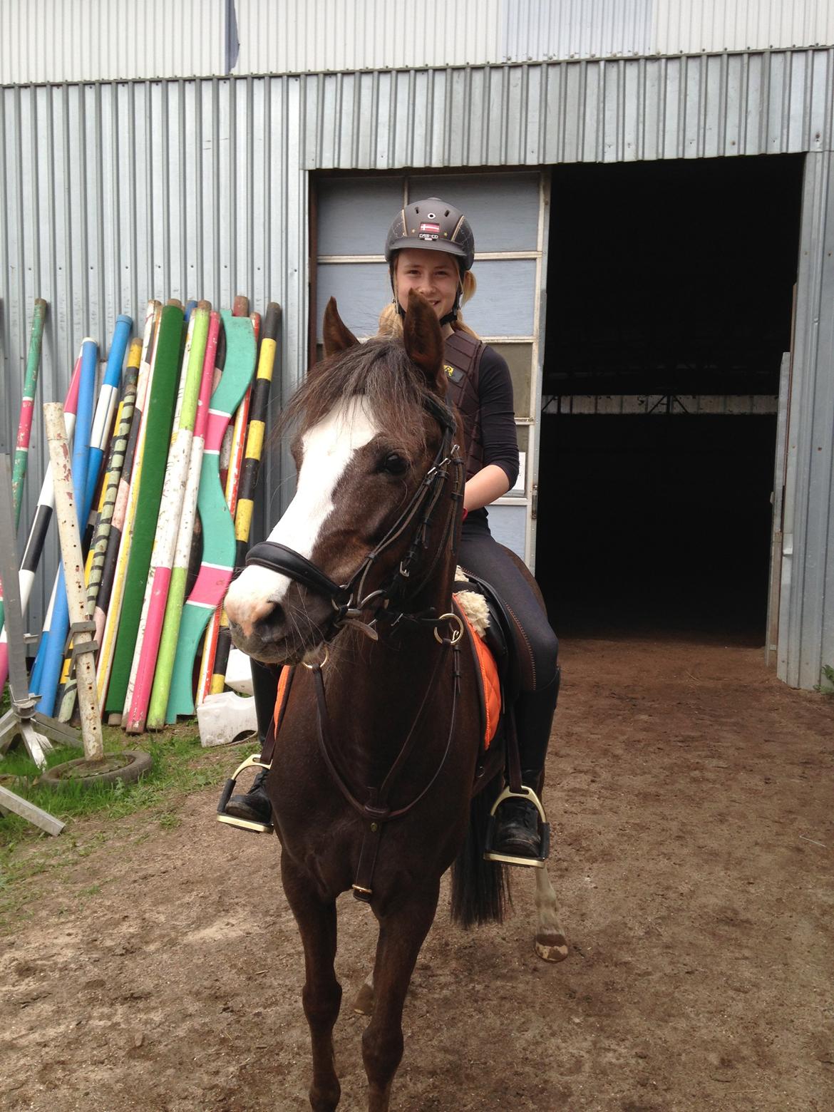 Welsh Pony (sec B) Smukke billede 12