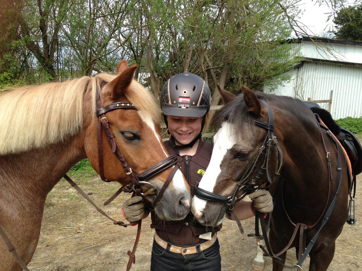 Welsh Pony (sec B) Smukke - Mine 2 prinsesser billede 10