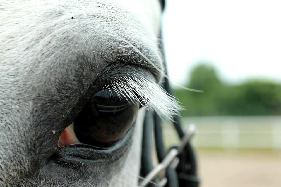 Anden særlig race Jack - Rideljr 2013  billede 11