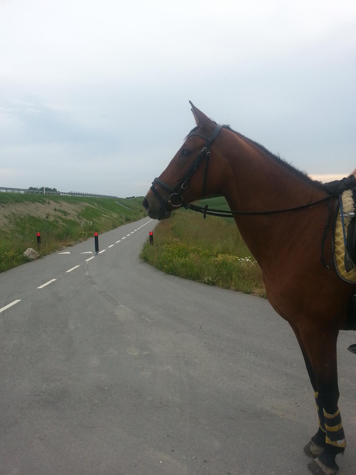 Anden særlig race *L*A*I*K*A* billede 11