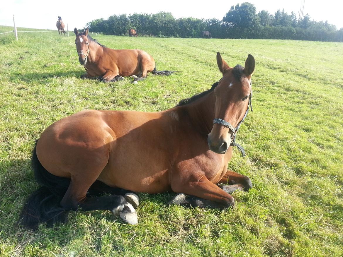 Anden særlig race *L*A*I*K*A* billede 12