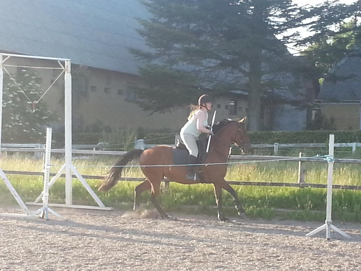 Anden særlig race *L*A*I*K*A* billede 13