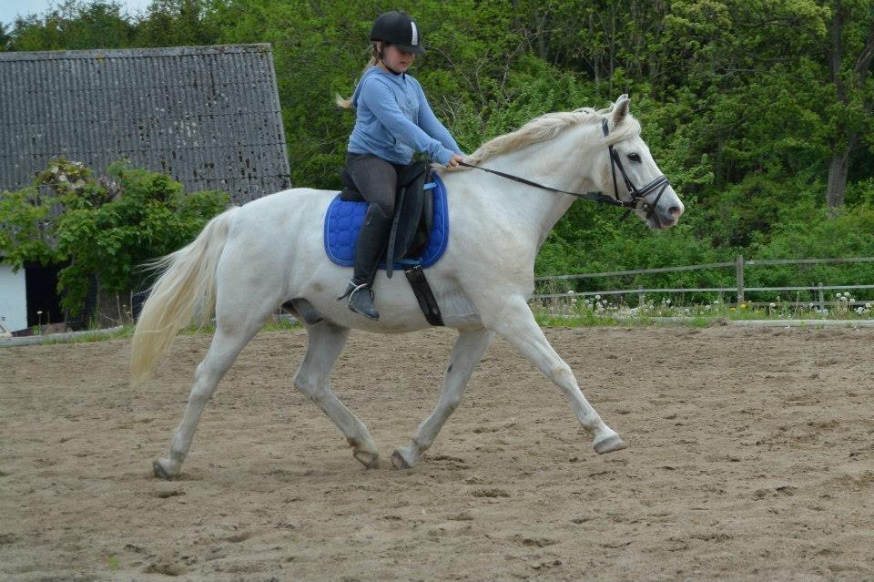 Anden særlig race Hovsa billede 4