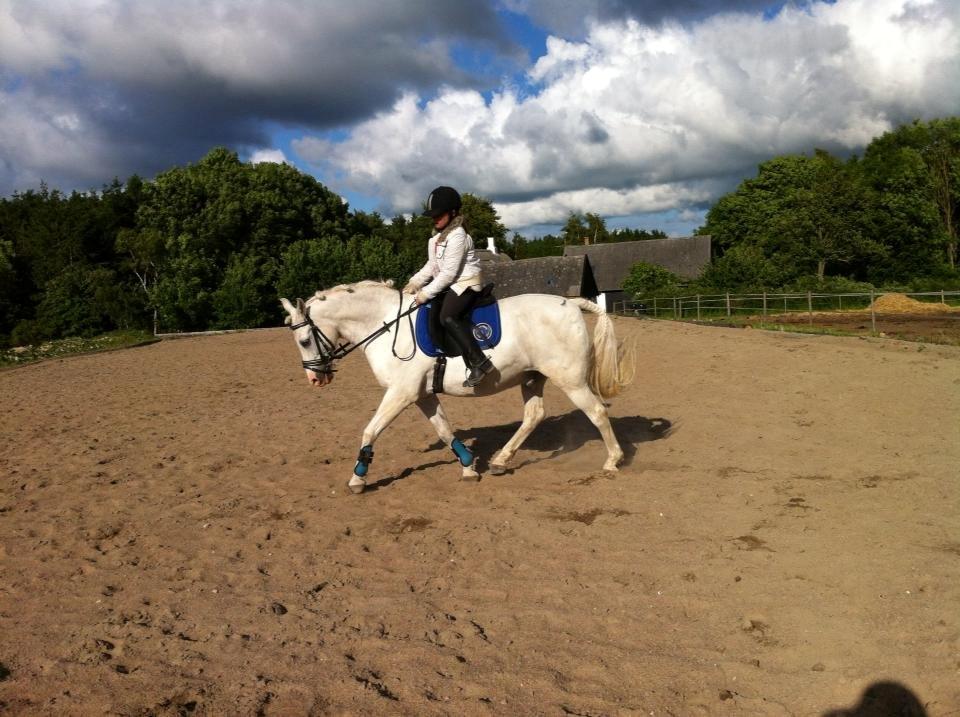 Anden særlig race Hovsa billede 6