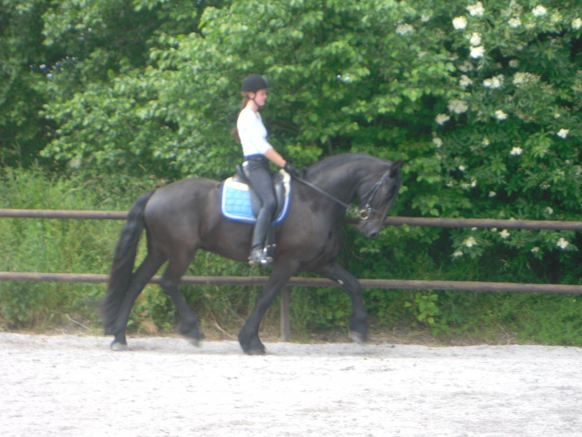 Frieser Jetse Fan Rewert STER billede 18