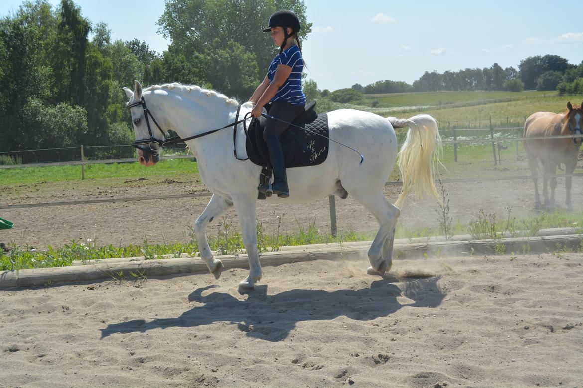 Anden særlig race Hovsa billede 11