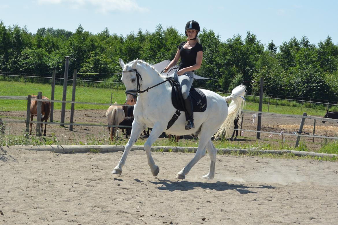 Anden særlig race Hovsa billede 12