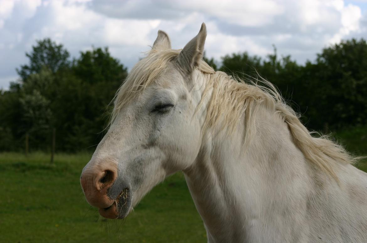 Anden særlig race Hovsa billede 18