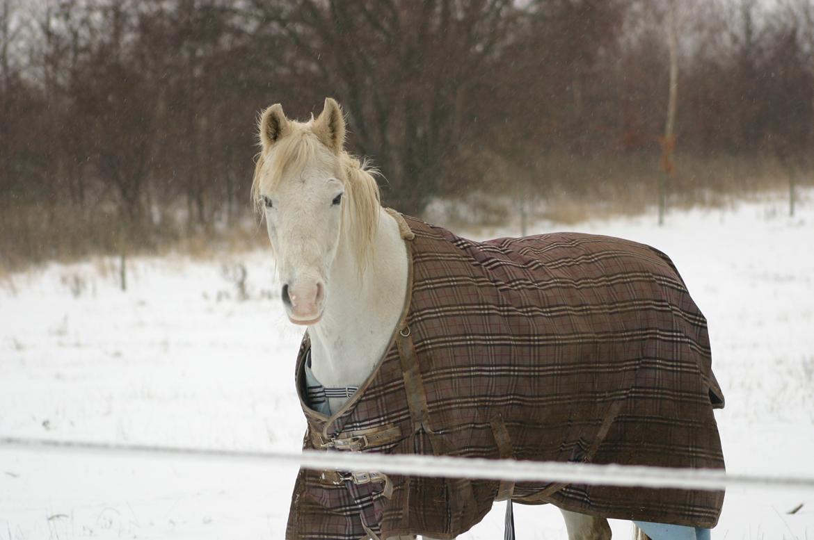 Anden særlig race Hovsa billede 14