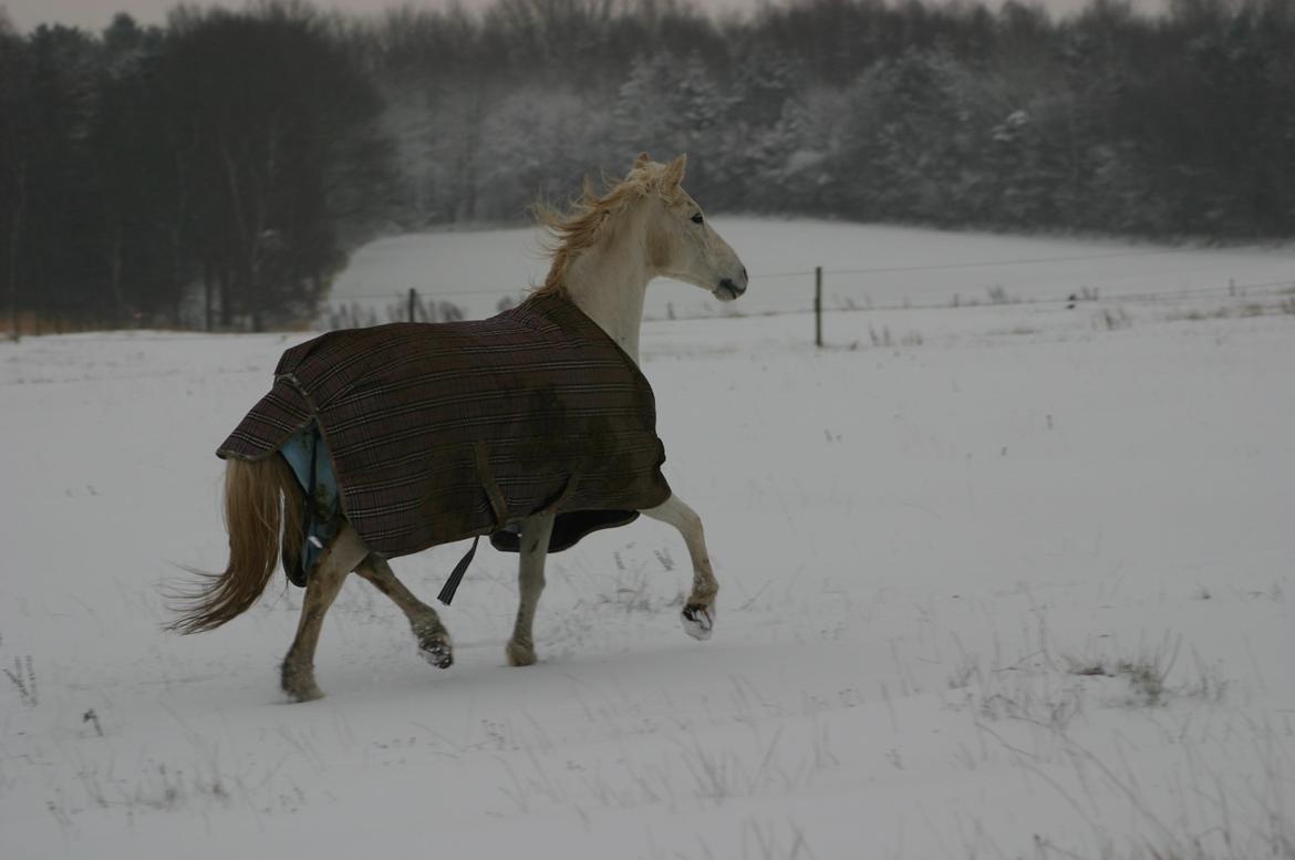 Anden særlig race Hovsa billede 15