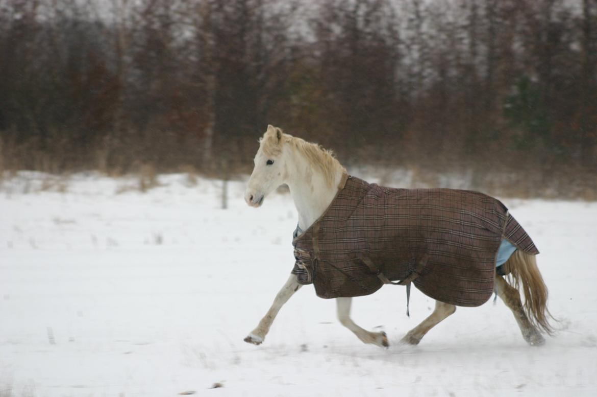 Anden særlig race Hovsa billede 16
