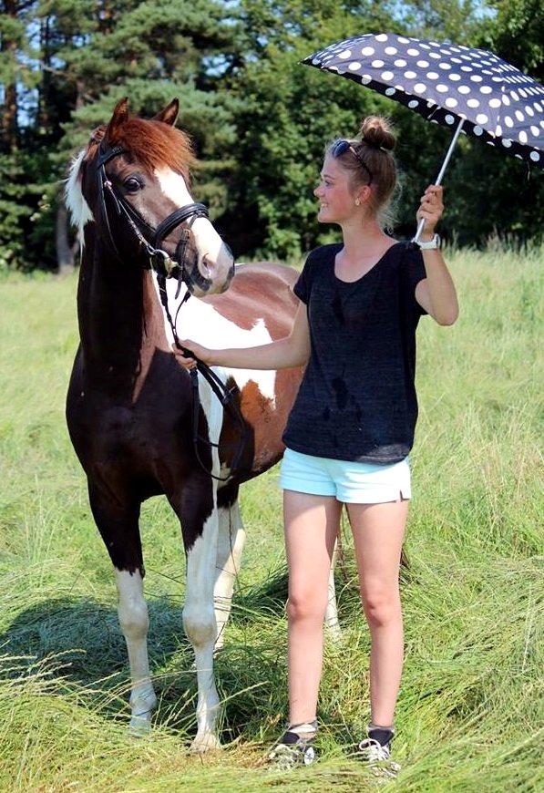 Lewitzer Picasso PIH 93 - Tag en paraply frem, og din vallak bliver til hingst! 
Skønne pony altså!! <3 billede 8