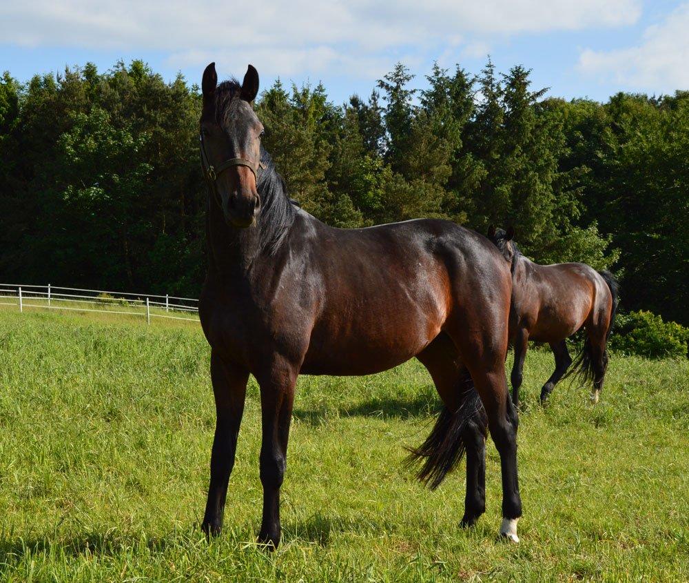 Dansk Varmblod Rockzanne Lox - 2 år og smukkere end smuk  billede 1