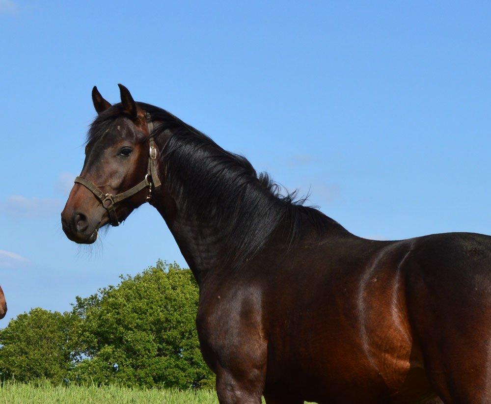 Dansk Varmblod Rockzanne Lox - 2 år billede 2