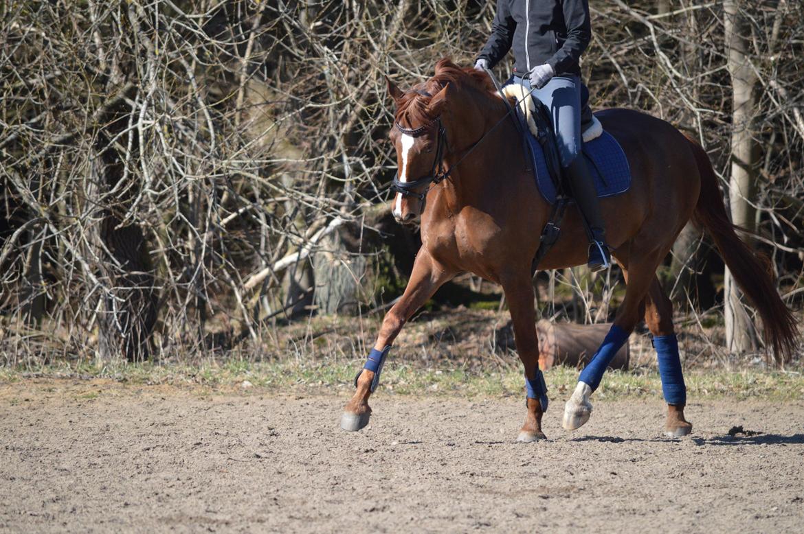 Dansk Varmblod Madigan Lox billede 19