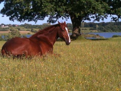 Dansk Varmblod Madigan Lox - Sommergræs 2013 billede 2