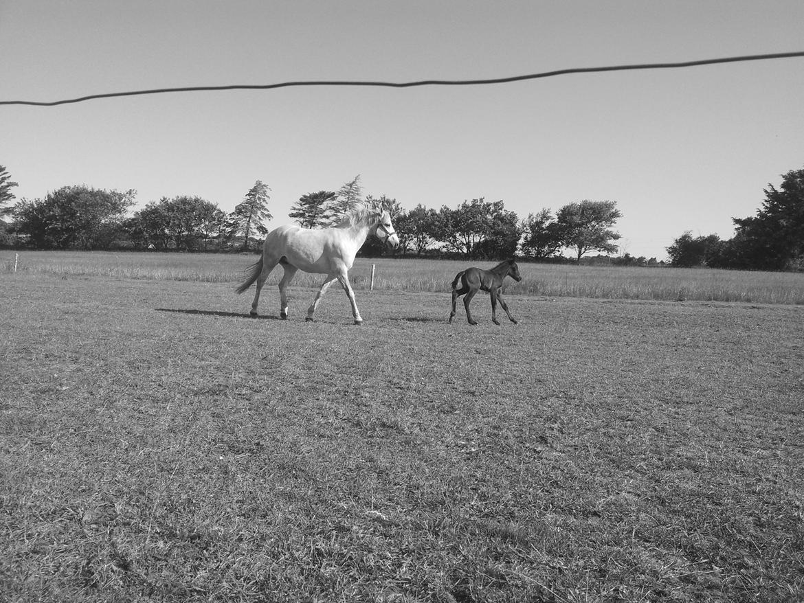 Connemara Granly´s Weena - første gang på fold med de andre ponyer.. holder mor i gang. billede 14