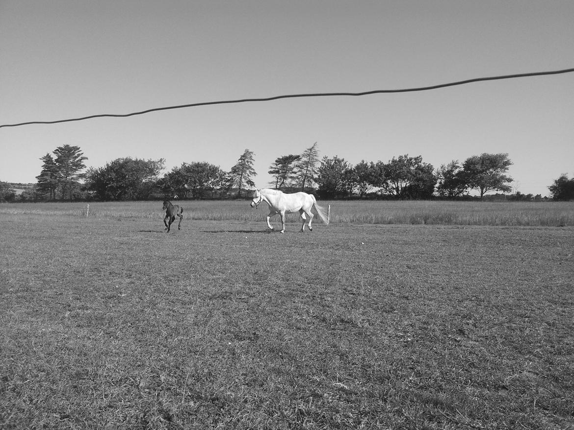 Connemara Granly´s Weena - det er godt med motion mor.. følg mig mor.. billede 15