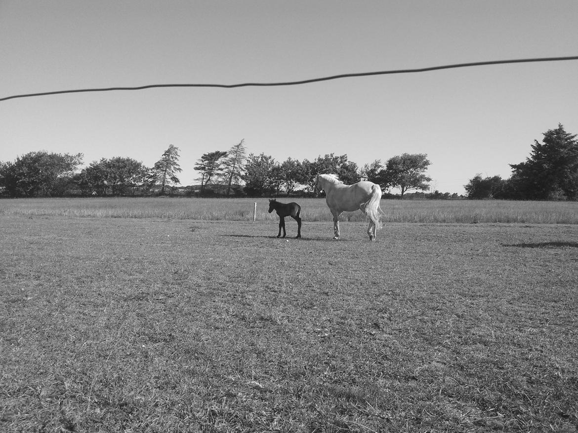 Connemara Granly´s Weena billede 16