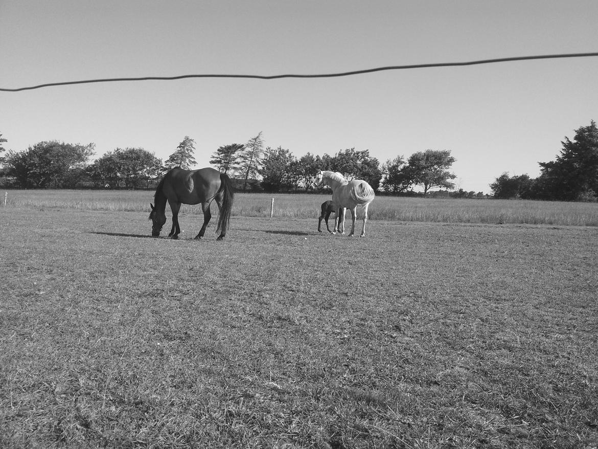 Connemara Granly´s Weena - så er man på vej i mælkebaren igen.. alt den motion gør en tørstig..  billede 17