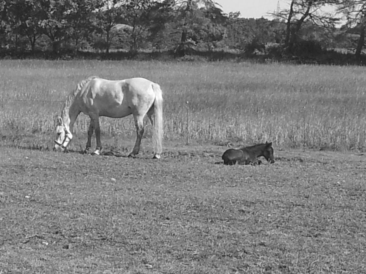 Connemara Granly´s Weena billede 18