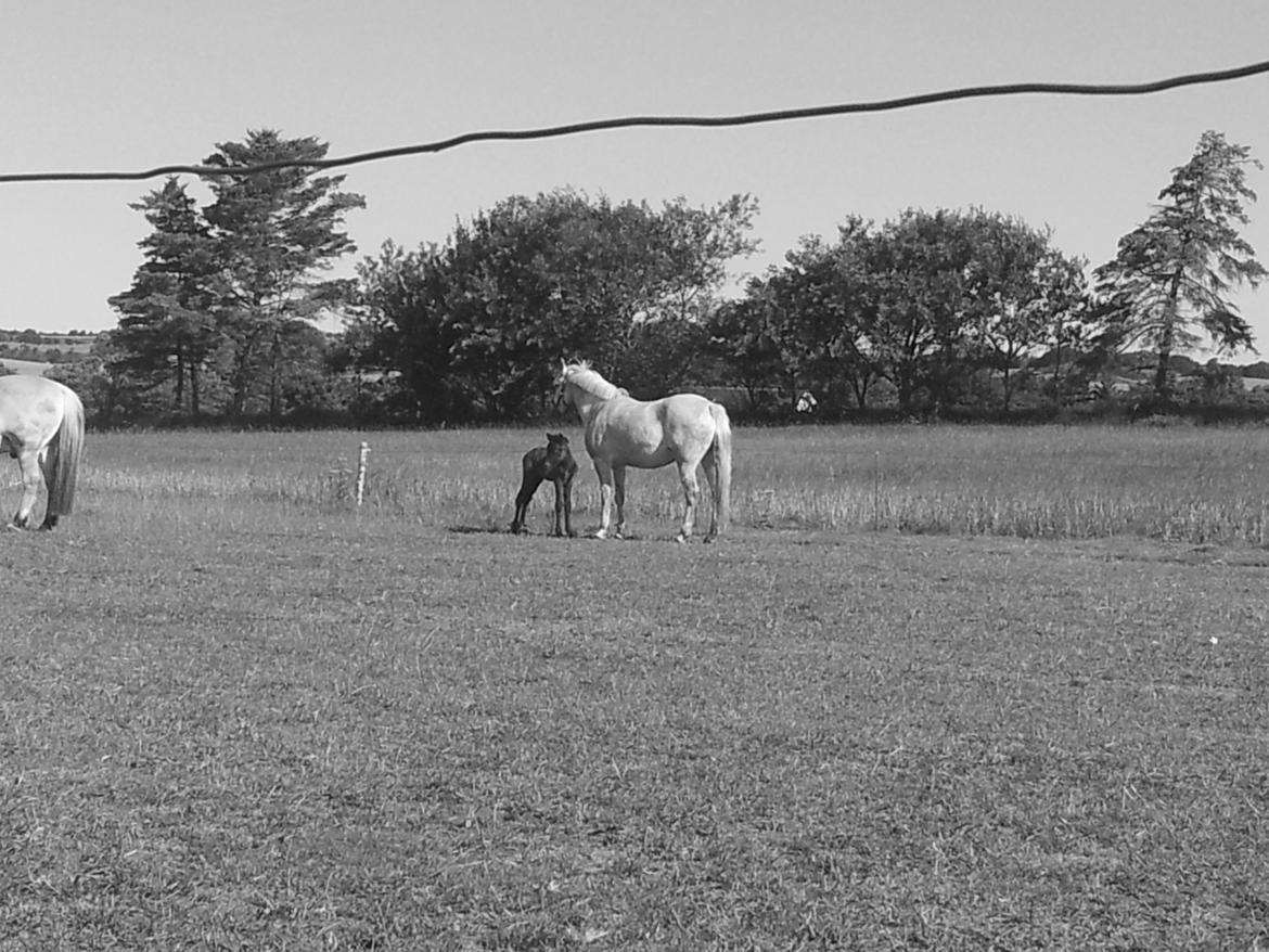 Connemara Granly´s Weena billede 19