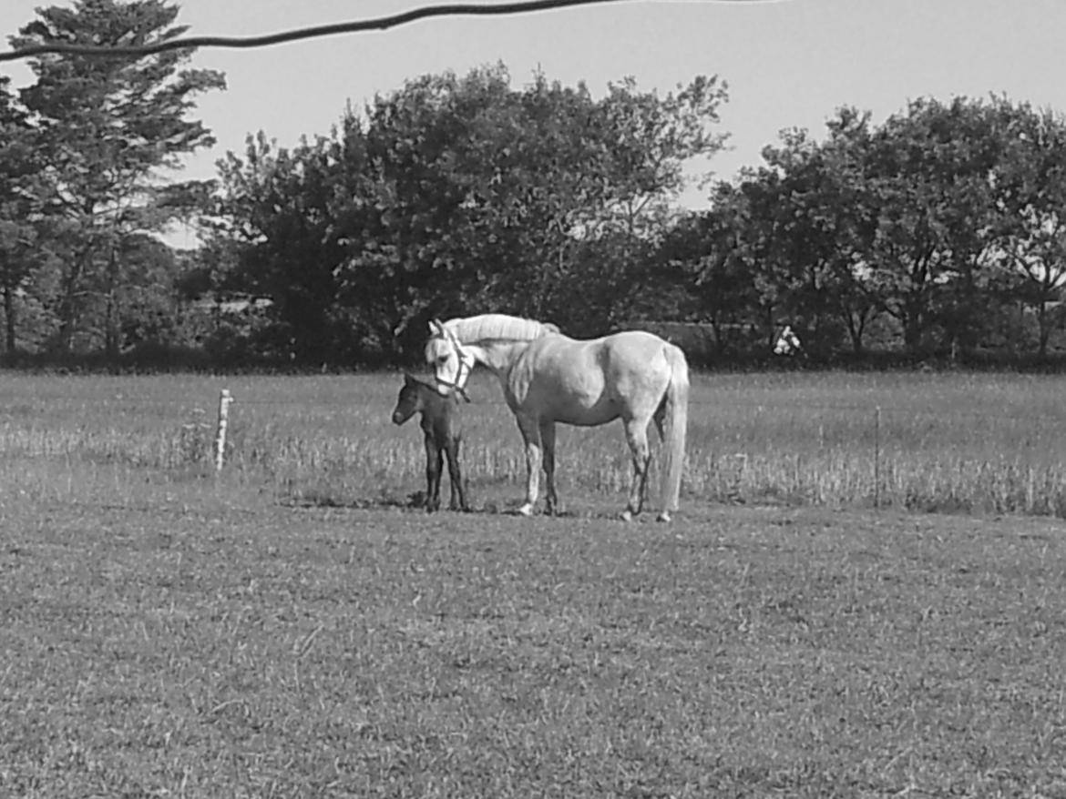 Connemara Granly´s Weena billede 20