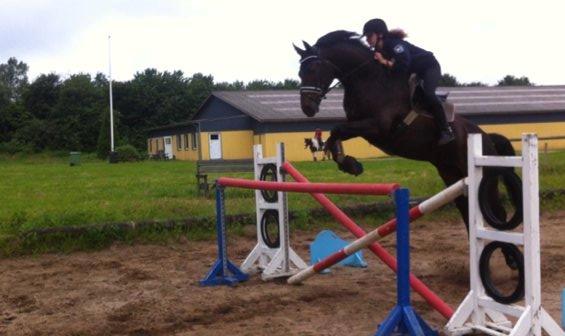 Dansk Varmblod Santos billede 19