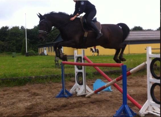 Dansk Varmblod Santos billede 20