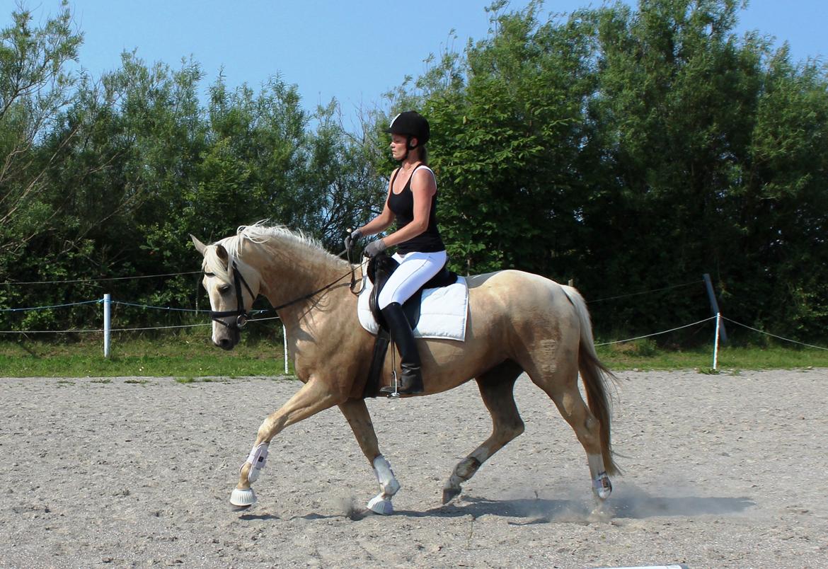 Palomino Bell Enigma billede 5