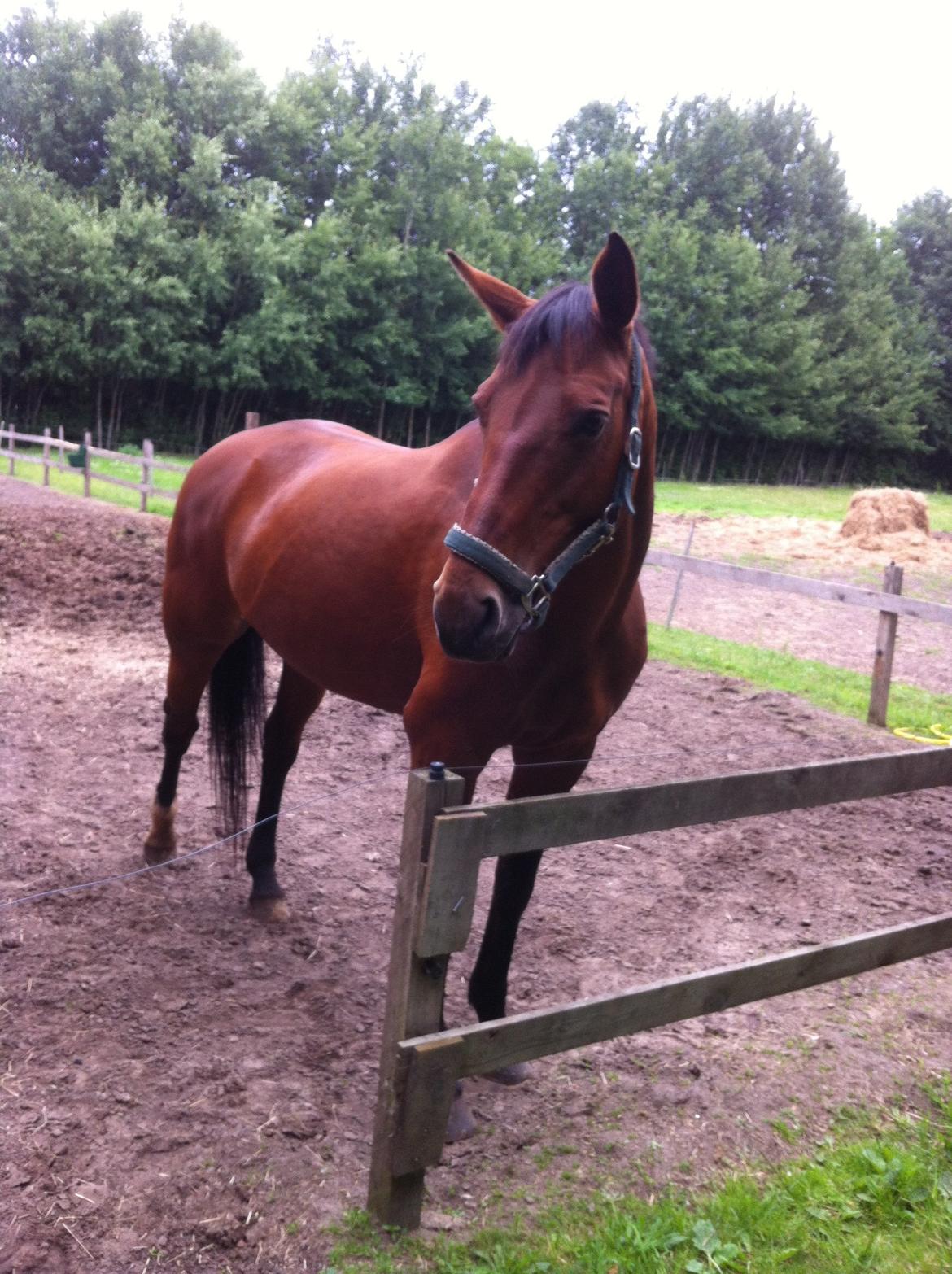 Oldenborg Dora - Foto: mig selv billede 1