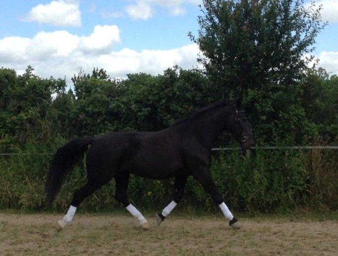 Oldenborg Gelique billede 12