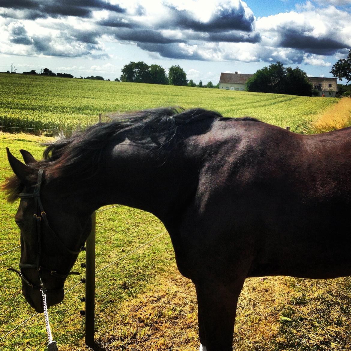 Oldenborg Gelique billede 14