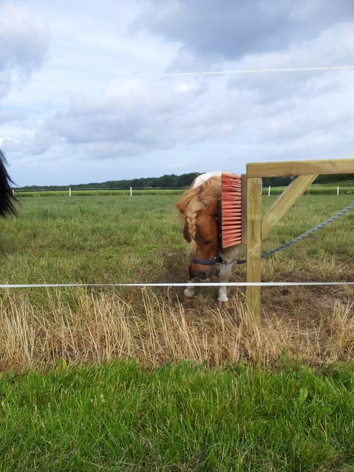 Shetlænder Tvebak - Tvebak og hans kost. :-D billede 7
