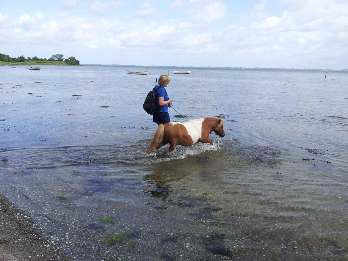 Shetlænder Tvebak billede 9