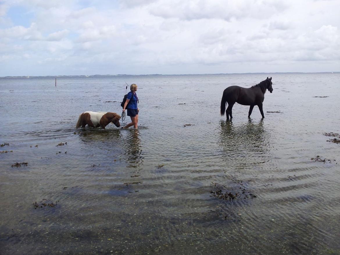Shetlænder Tvebak - Hygge på en varm dag.. billede 8