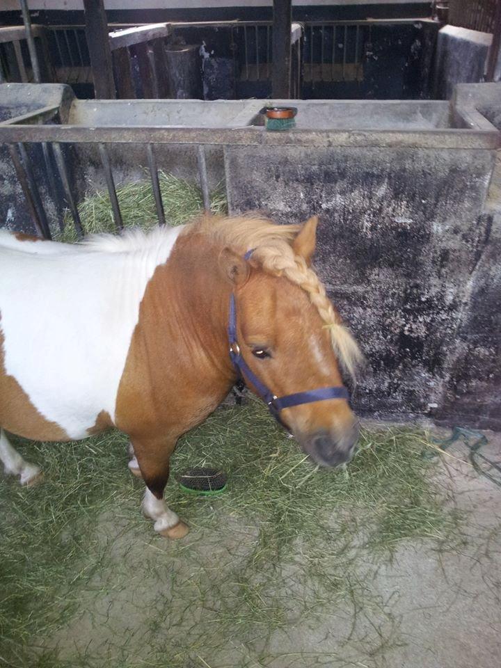 Shetlænder Tvebak - I stalden og blive stilet efter badeturen. :-) billede 10