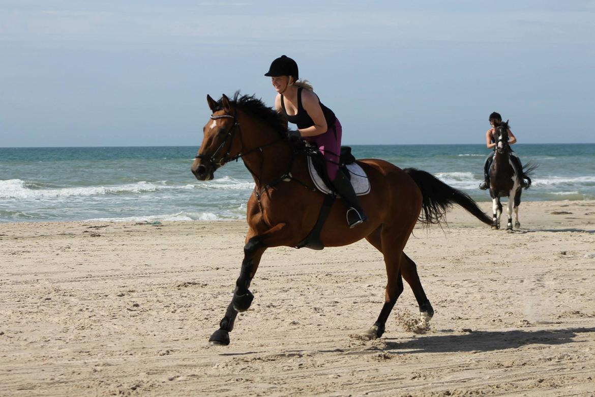 Dansk Varmblod Ågård's Calista - rask galop på stranden billede 2