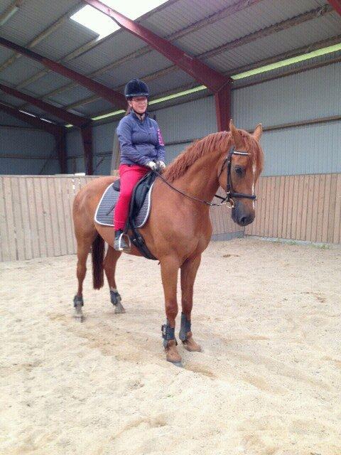 Anden særlig race Capitano - Endelig sidder jeg på ryggen af min hest efter 6 mdrs kamp mod KS! Juni 2013 <3 billede 6