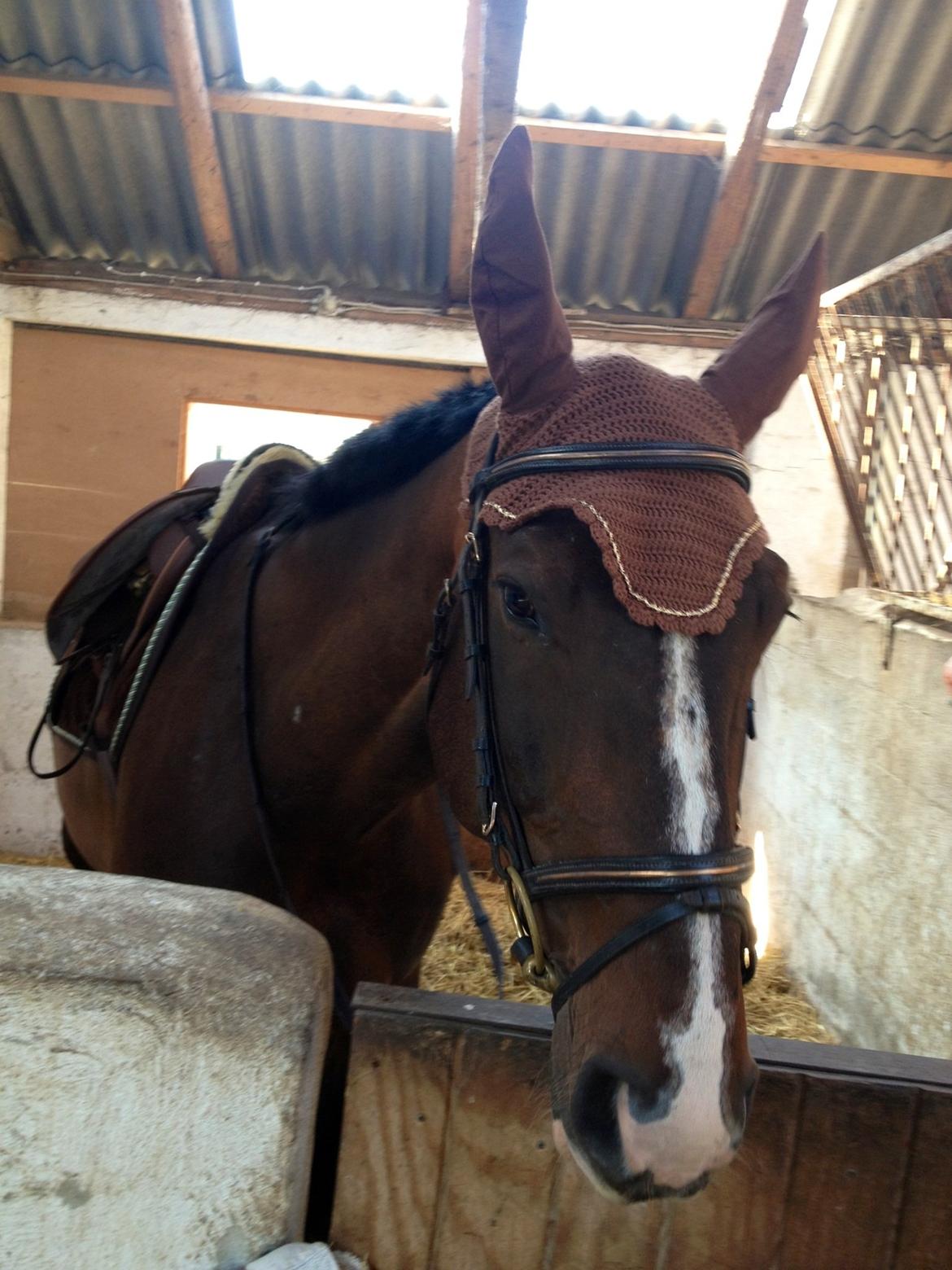 Dansk Varmblod Chrevi's castellano billede 15