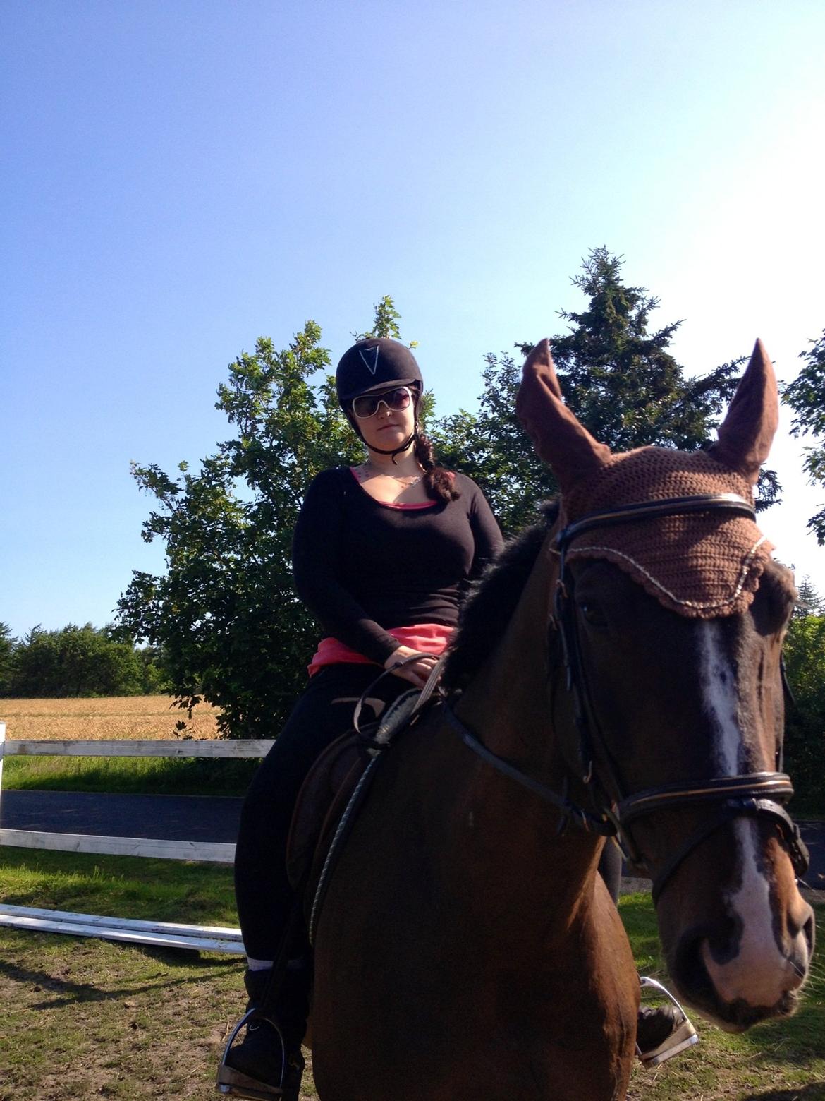 Dansk Varmblod Chrevi's castellano billede 16