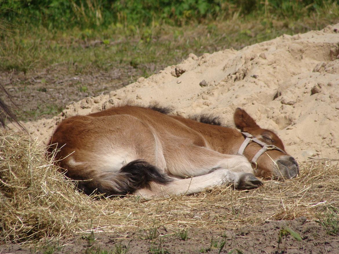 Islænder Djass fra Østervang - gået kold i sommervarmen billede 10
