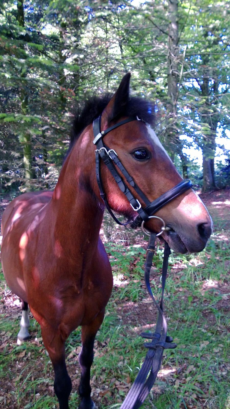 Anden særlig race Lady <3 - En tur i skoven! :-D billede 12