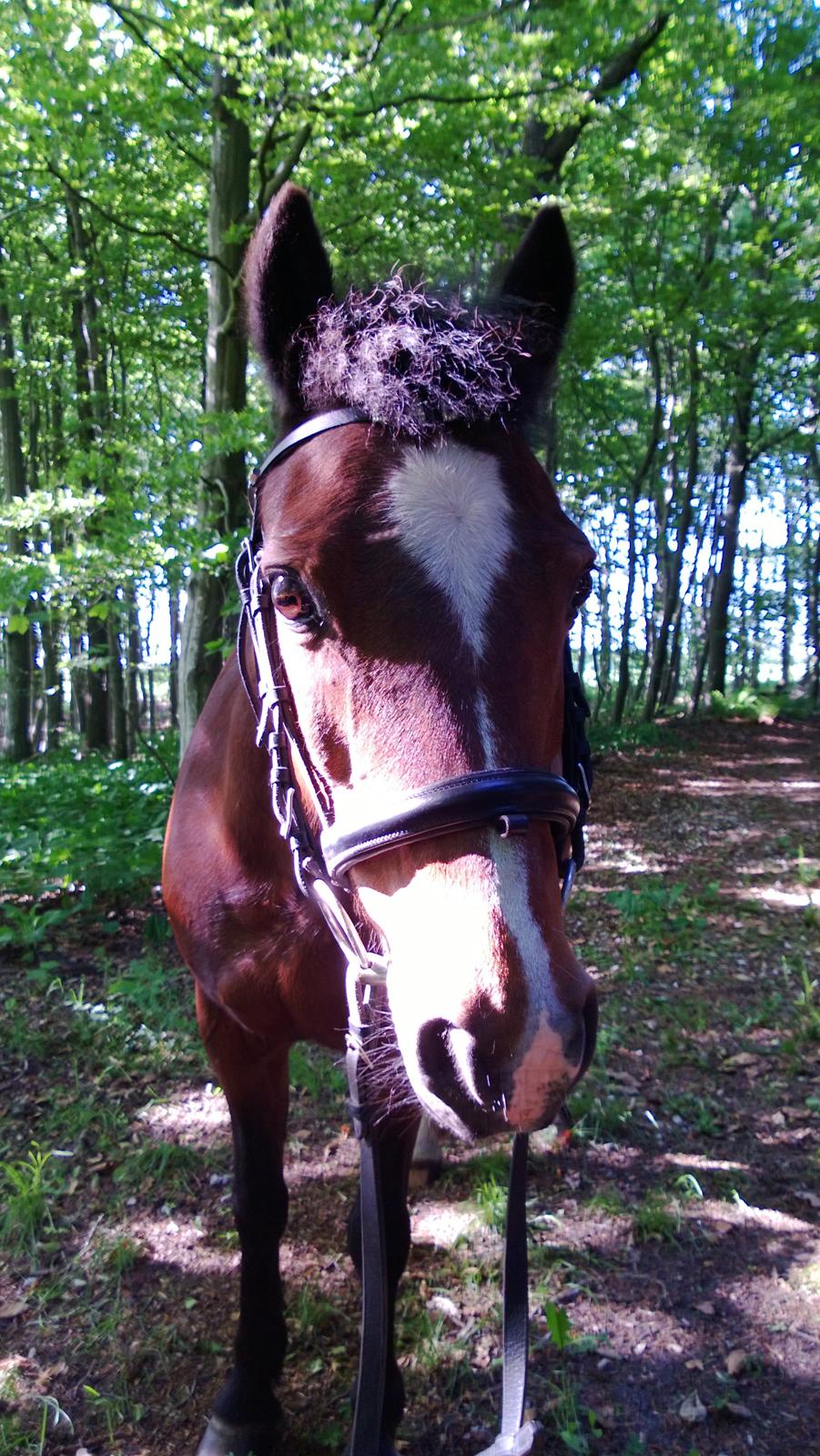 Anden særlig race Lady <3 billede 13