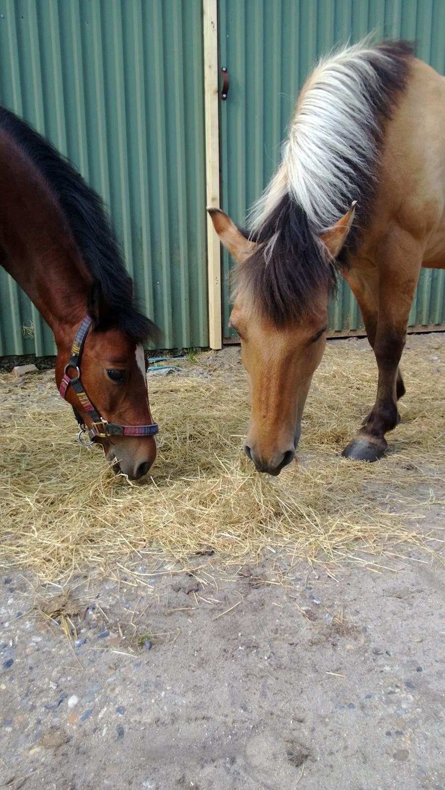 Anden særlig race Lady <3 - Troede aldrig de skulle spise sammen men jo her er det smukke resultat så!! ;-) billede 14