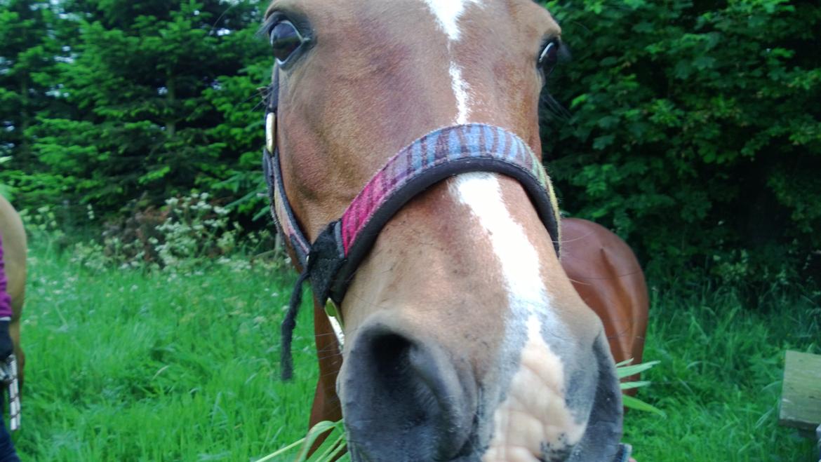 Anden særlig race Lady <3 - Jeg ved det godt! :-* billede 15