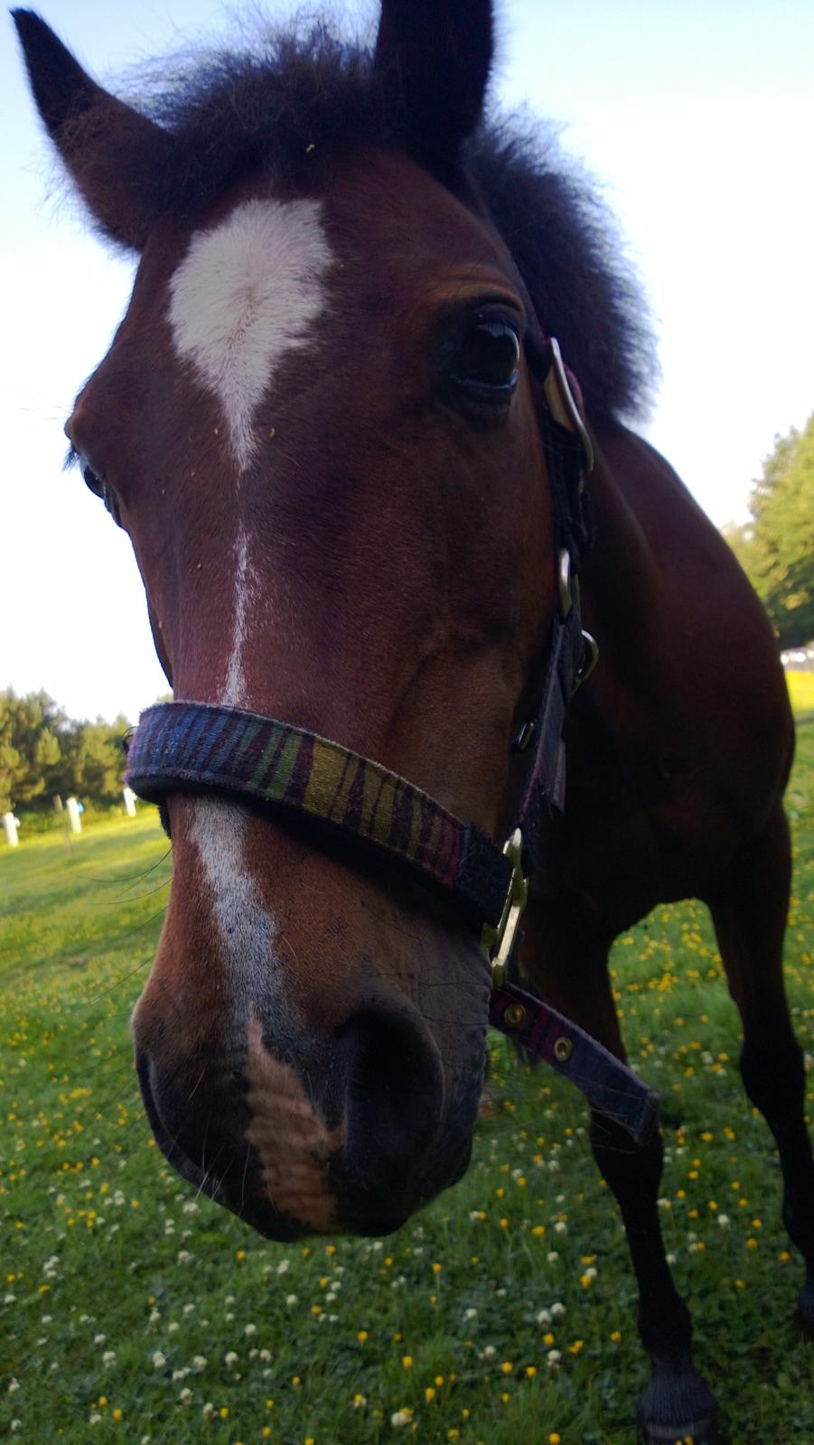 Anden særlig race Lady <3 billede 16