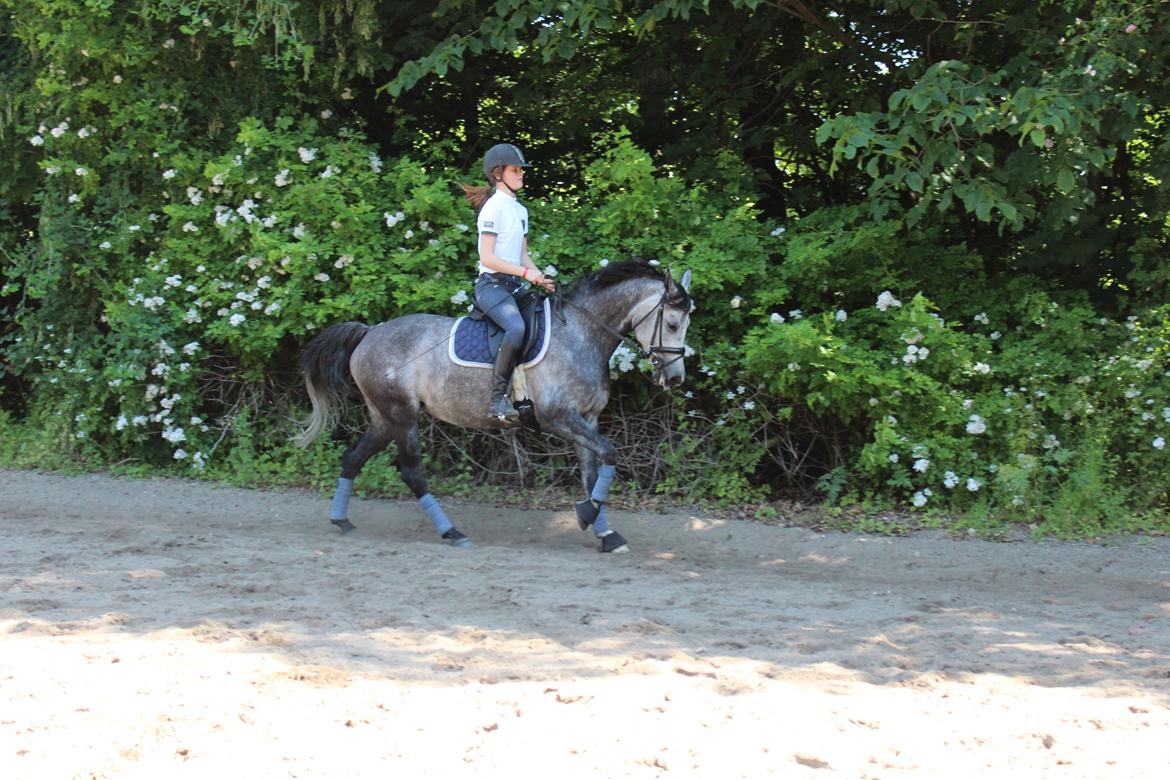 Anden særlig race sa tikki<3 Solgt & savnet - Go' galop der :P hvade en skøn pony den dag! <3 billede 1