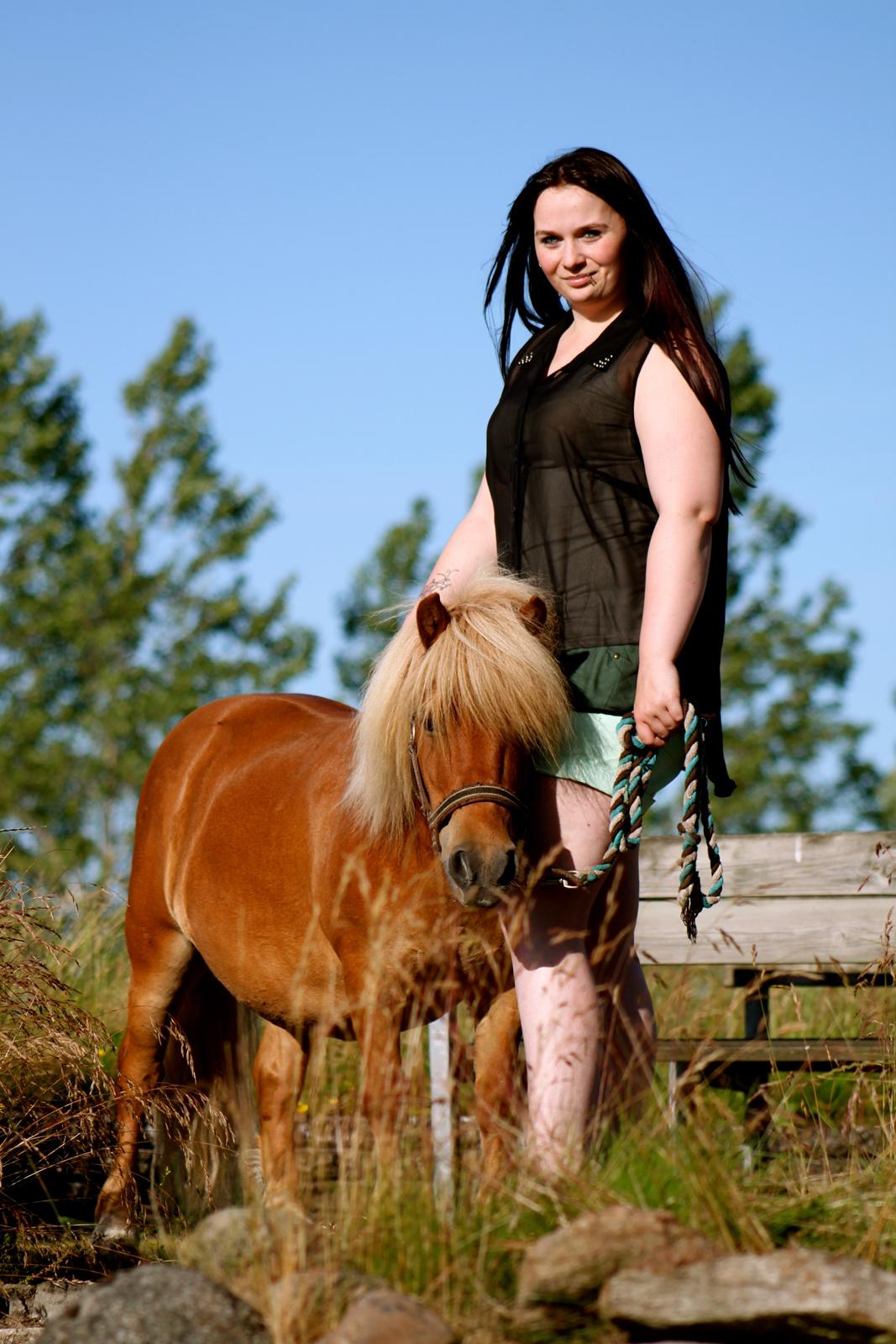 Shetlænder Victor billede 21